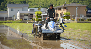 田植えの様子