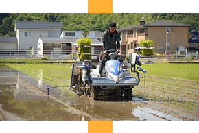 田植えの様子