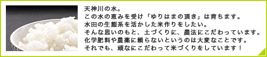 湯梨浜町の水の恵みを受けた美味しいお米