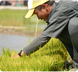 田植え